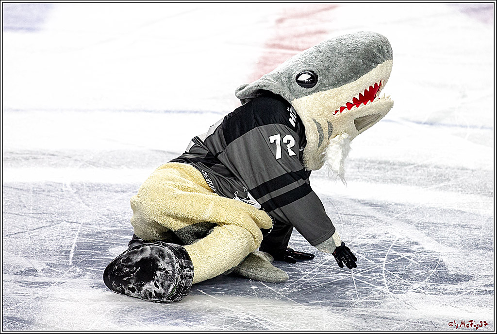 DEL; Koelner Haie - Grizzlys Wolfsburg, 26.12.2018